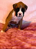 Diana, a female Boxer for sale in Lakeland, FL – Photo 1 of 3
