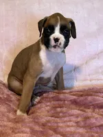 Diana, a female Boxer for sale in Lakeland, FL – Photo 3 of 3
