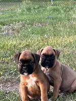 Billy, a male Boxer for sale in Lakeland, FL – Photo 3 of 3
