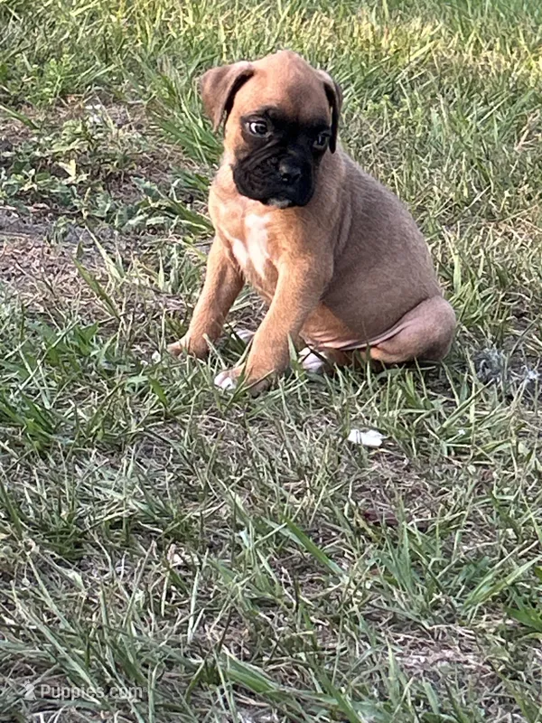 Billy – Boxer puppy for sale in Lakeland, FL