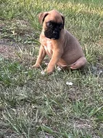 Billy, a male Boxer for sale in Lakeland, FL – Photo 1 of 3