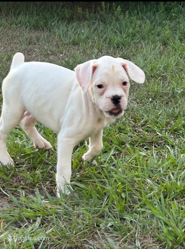 Ivy – Boxer puppy for sale in Lakeland, FL