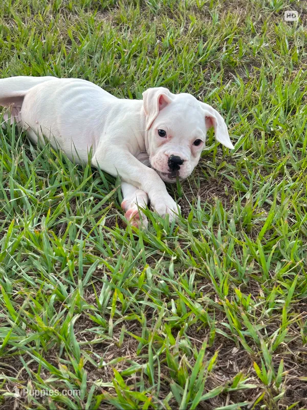 Ivy – Boxer puppy for sale in Lakeland, FL