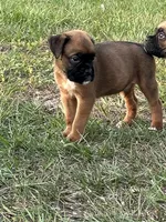 Chip, a male Boxer for sale in Lakeland, FL – Photo 2 of 3