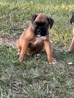 Chip, a male Boxer for sale in Lakeland, FL – Photo 3 of 3
