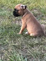 Billy, a male Boxer for sale in Lakeland, FL – Photo 2 of 3