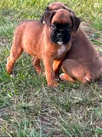 Chip, a male Boxer for sale in Lakeland, FL – Photo 1 of 3