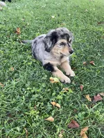 Female 1, a female Australian Shepherd and Golden Retriever for sale in Dassel, MN – 3 of 3