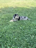 Female 1, a female Australian Shepherd and Golden Retriever for sale in Dassel, MN – 2 of 3