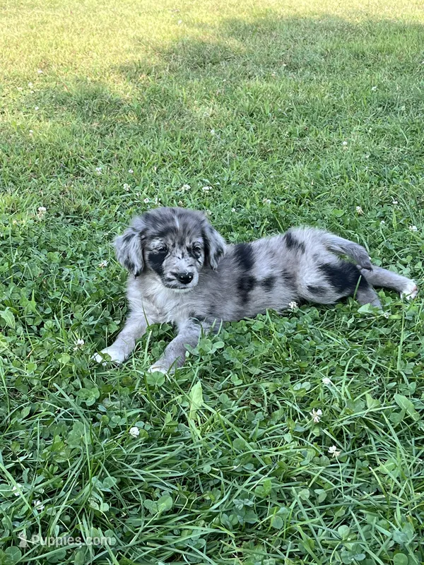 Female 2 – Australian Shepherd, Golden Retriever puppy for sale in Dassel, MN