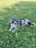 Female 2, a female Australian Shepherd and Golden Retriever for sale in Dassel, MN – 1 of 2