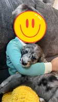 Female 2, a female Australian Shepherd and Golden Retriever for sale in Dassel, MN – 2 of 2