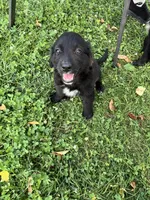 Female 4, a female Australian Shepherd and Golden Retriever for sale in Dassel, MN – 2 of 2