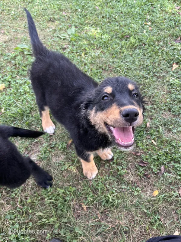 Male 2 – Australian Shepherd, Golden Retriever puppy for sale in Dassel, MN