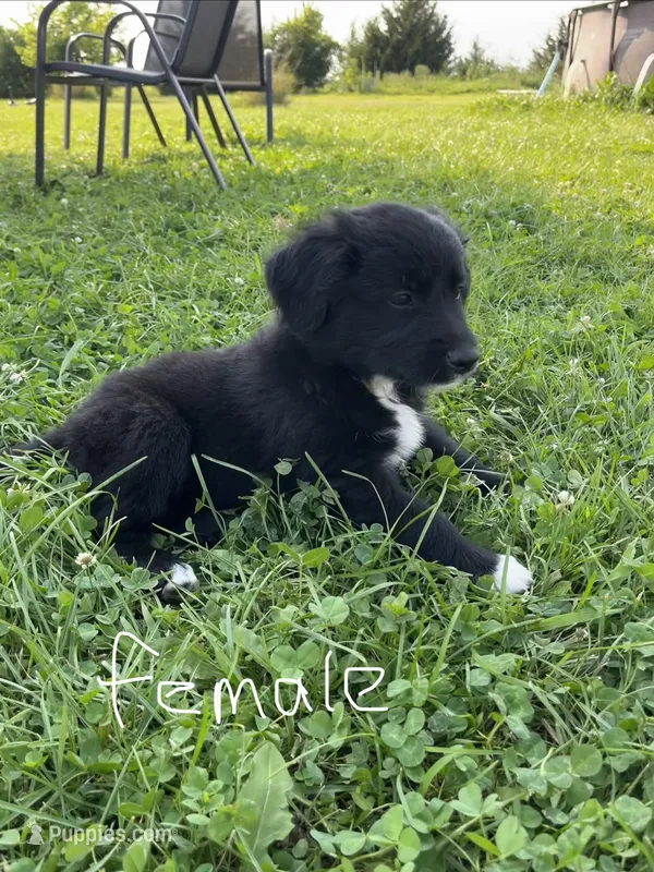 Female 3 – Australian Shepherd, Golden Retriever puppy for sale in Dassel, MN