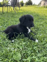 Female 3, a female Australian Shepherd and Golden Retriever for sale in Dassel, MN – 1 of 3