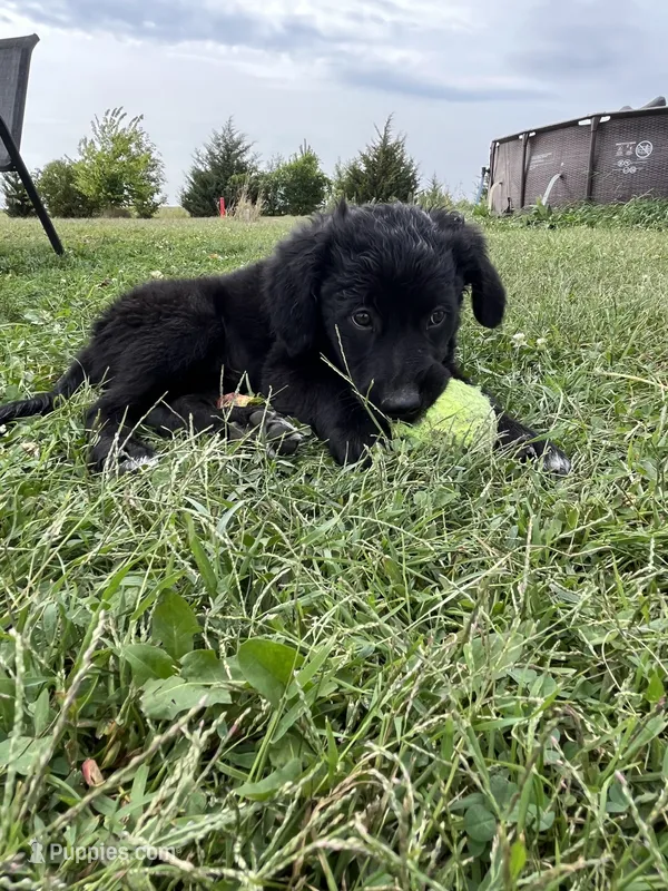 Male 1 – Australian Shepherd, Golden Retriever puppy for sale in Dassel, MN