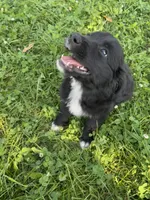 Female 3, a female Australian Shepherd and Golden Retriever for sale in Dassel, MN – 2 of 3