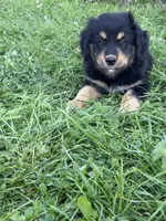 Male 2, a male Australian Shepherd and Golden Retriever for sale in Dassel, MN – 2 of 2
