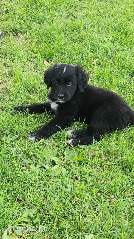 Male 4 – Australian Shepherd, Golden Retriever puppy for sale in Dassel, MN