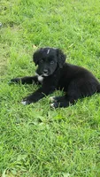 Male 4, a male Australian Shepherd and Golden Retriever for sale in Dassel, MN – 1 of 1