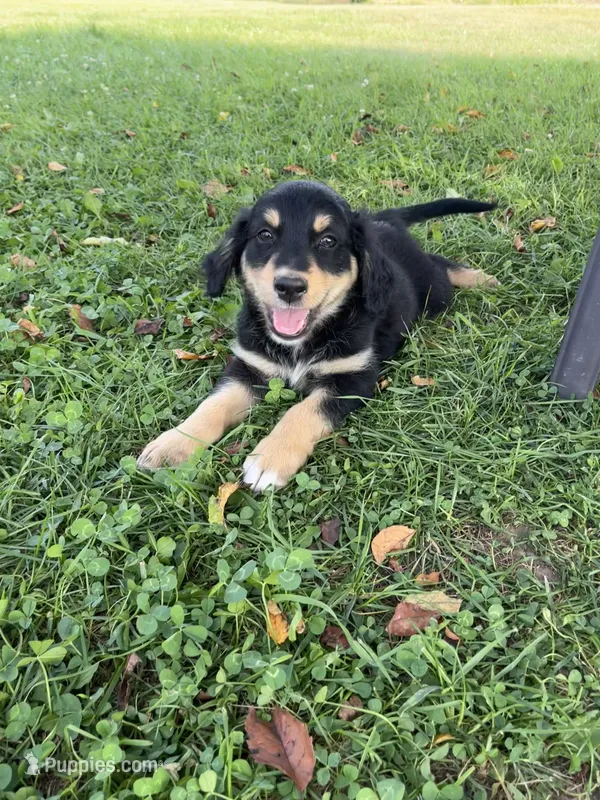 Male 3 – Australian Shepherd, Golden Retriever puppy for sale in Dassel, MN