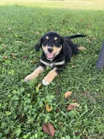 Male 3, a male Australian Shepherd and Golden Retriever for sale in Dassel, MN – 1 of 1