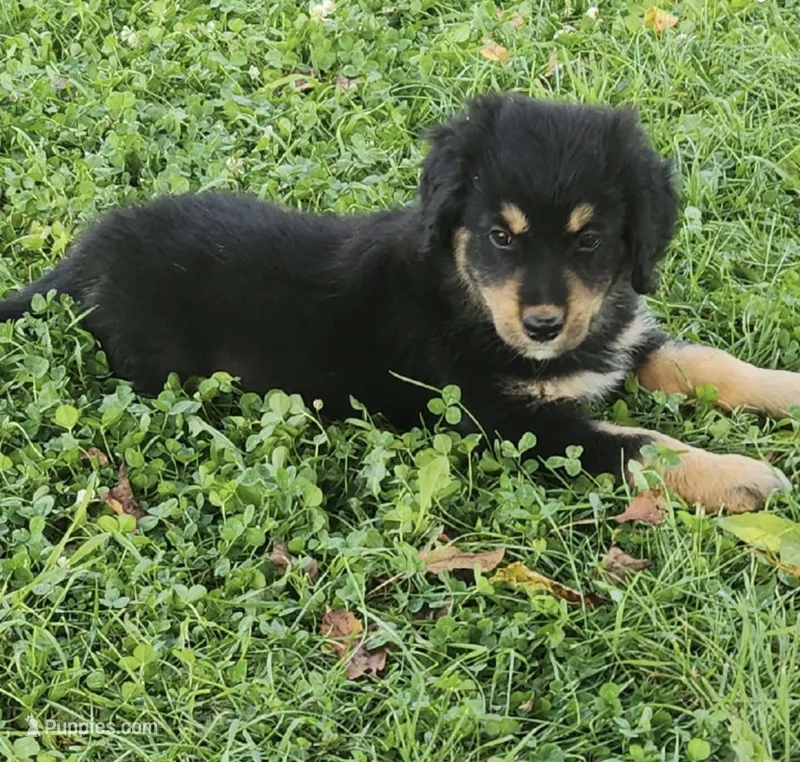 Male 2 – Australian Shepherd, Golden Retriever puppy for sale in Dassel, MN