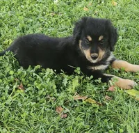 Male 2, a male Australian Shepherd and Golden Retriever for sale in Dassel, MN – 1 of 2