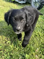 Male 1, a male Australian Shepherd and Golden Retriever for sale in Dassel, MN – 2 of 3
