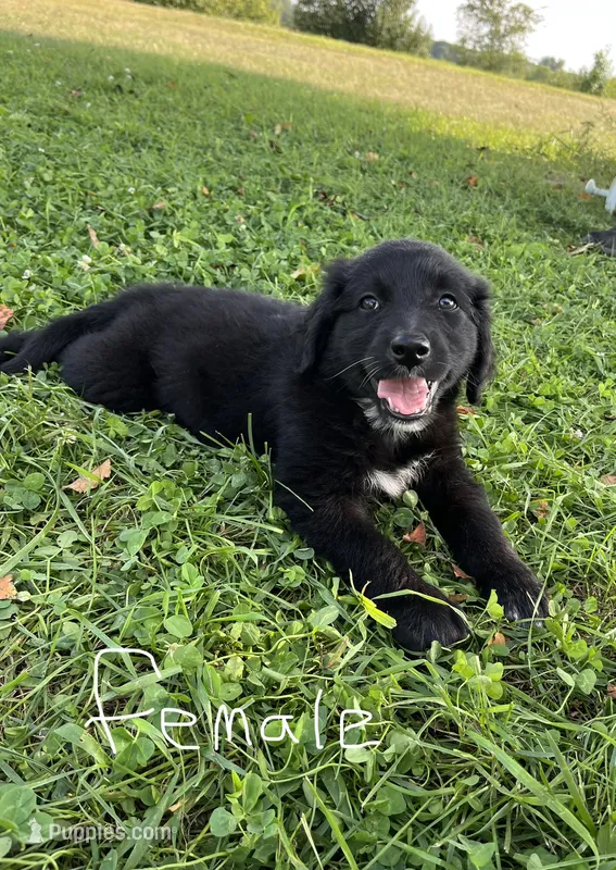Female 4 – Australian Shepherd, Golden Retriever puppy for sale in Dassel, MN