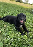 Female 4, a female Australian Shepherd and Golden Retriever for sale in Dassel, MN – 1 of 2