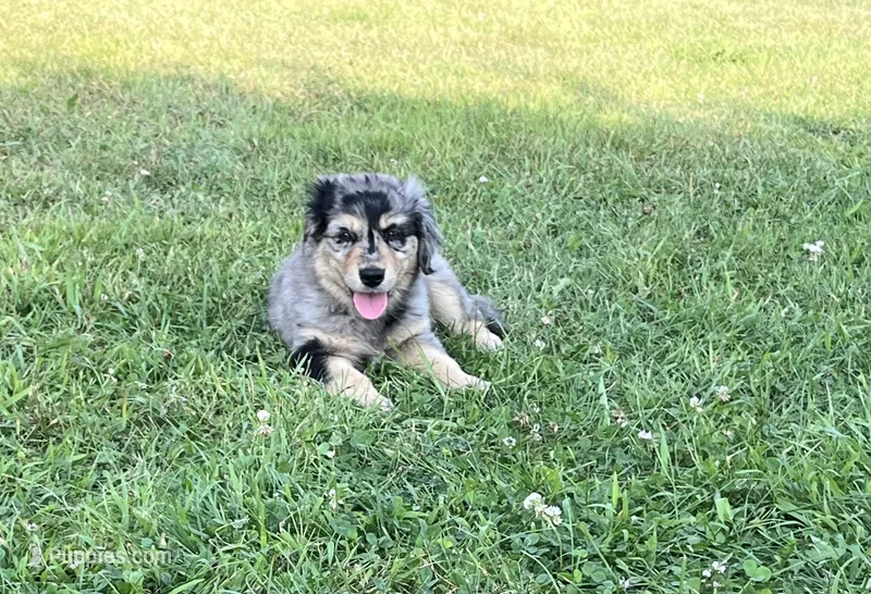 Female 1 – Australian Shepherd, Golden Retriever puppy for sale in Dassel, MN