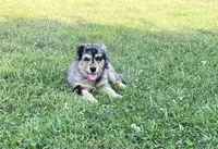 Female 1, a female Australian Shepherd and Golden Retriever for sale in Dassel, MN – 1 of 3
