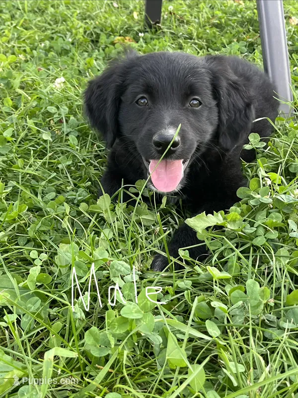 Male 1 – Australian Shepherd, Golden Retriever puppy for sale in Dassel, MN