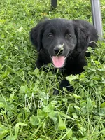Male 1, a male Australian Shepherd and Golden Retriever for sale in Dassel, MN – 1 of 3