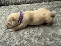 Purple Collar, a female Labrador Retriever for sale in Omaha, NE – Photo 2 of 2
