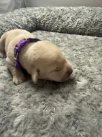 Purple Collar, a female Labrador Retriever for sale in Omaha, NE – Photo 1 of 2