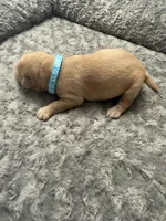 Blue Collar, a male Labrador Retriever for sale in Omaha, NE – Photo 2 of 2