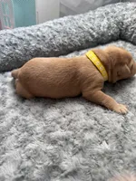 Yellow Collar, a female Labrador Retriever for sale in Omaha, NE – Photo 2 of 2