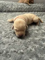 Orange Collar, a male Labrador Retriever for sale in Omaha, NE – Photo 2 of 2