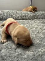 Red Collar, a male Labrador Retriever for sale in Omaha, NE – Photo 1 of 2