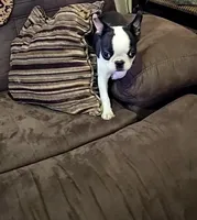 Bella , a female Boston Terrier for sale in Aiken, SC – Photo 2 of 3