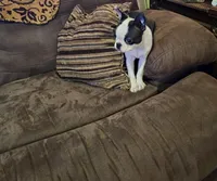 Bella , a female Boston Terrier for sale in Aiken, SC – Photo 3 of 3