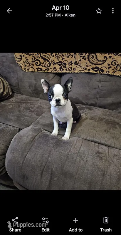 Bella  – Boston Terrier puppy for sale in Aiken, SC