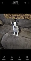 Bella , a female Boston Terrier for sale in Aiken, SC – Photo 1 of 3