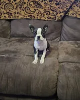 Amber, a female Boston Terrier for sale in Aiken, SC – Photo 2 of 3
