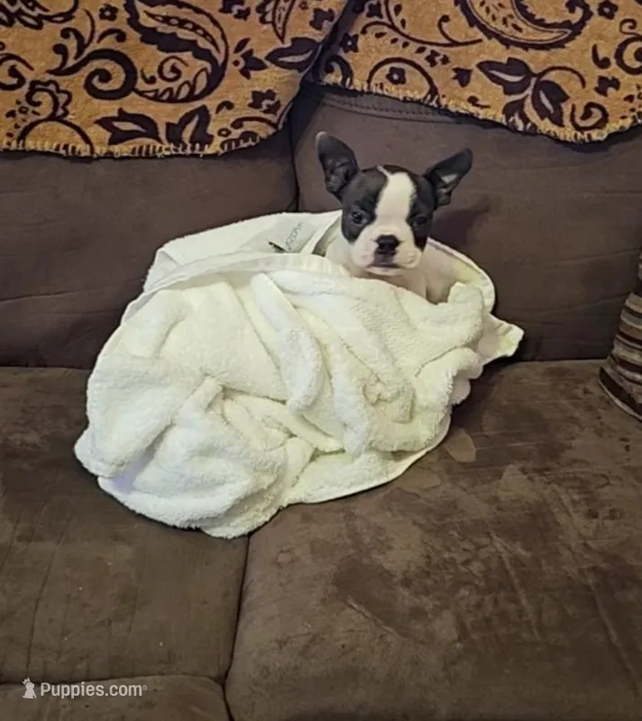 Amber – Boston Terrier puppy for sale in Aiken, SC