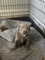 Diamond, a female Labrador Retriever for sale in Panama City Beach, FL – Photo 7 of 9