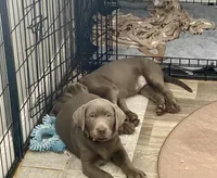 Diamond, a female Labrador Retriever for sale in Panama City Beach, FL – 5 of 10